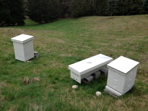 Bee Hive Comparison: Perone, Kenyan, Langstroth