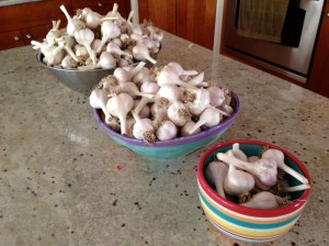 Garlic for the year