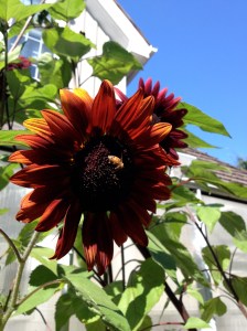 Little friend, big flower