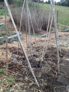 New pea trellises, ready for sunshine!