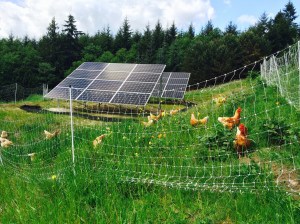 Solar powered chickens